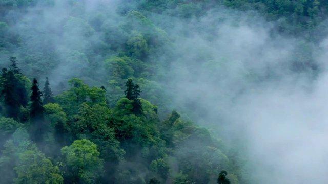 登临黄山之巅，领悟自然水墨画的魅力——超越水墨画的真实景象